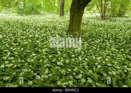 Aglio selvatico o l'Aglio orsino (Allium ursinum), giardini botanici presso l'Università di Innsbruck, Austria, Europa Foto Stock