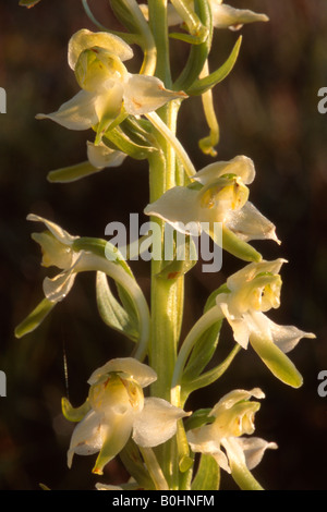 Maggiore Butterfly-ORCHIDEA (Platanthera chlorantha), Achenkirch, Tirolo, Austria, Europa Foto Stock