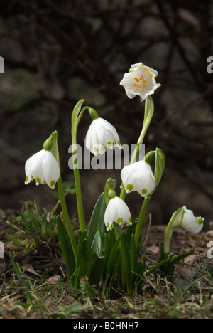 Il simbolo del fiocco di neve di primavera (Leucojum vernum), Schwaz, in Tirolo, Austria, Europa Foto Stock