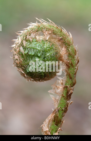 Felce maschio (Dryopteris filix-mas), Stamser Eichenwald, Tirolo, Austria, Europa Foto Stock