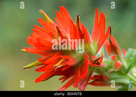 Indian Paintbrush (Castillea spp.), il Parco Nazionale del Grand Teton, Wyoming USA Foto Stock