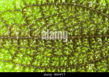 Silver Tree (Pilea spruceana), nativo di Perù, l'orto botanico dell'Università di Innsbruck, Austria, Europa Foto Stock