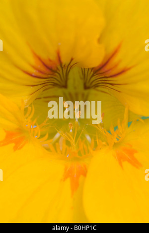 Il crescione indiano blossom (Tropaeolum majus), closeup, Schwaz, in Tirolo, Austria, Europa Foto Stock