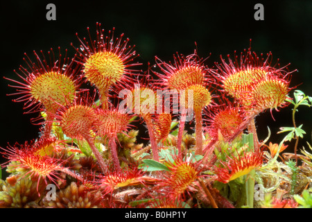 Sundew comune (drosera rotundifolia), Tirolo del nord, Austria, Europa Foto Stock