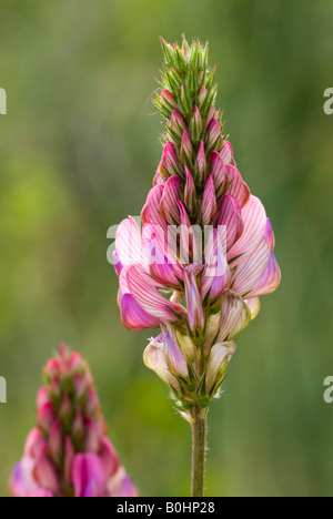 Sainfoin (Onobrychis viciifolia), Prader Sand, PRAD, Vintschgau, Bolzano, Italia Foto Stock