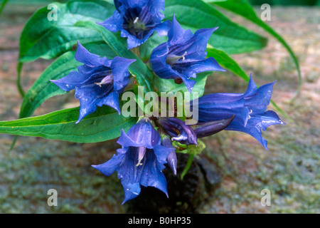 Willow la genziana (Gentiana asclepiadea), Kaisertal, Tirolo, Austria, Europa Foto Stock