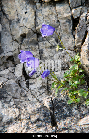 Harebell (Campanula rotundifolia), Ganalm, gamma Karwendel, Tirolo, Austria, Europa Foto Stock