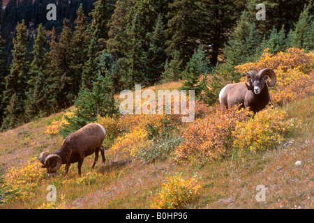 Bighorn (Ovis canadensis), Sunwapta Pass, Jasper National Park, Alberta, Canada Foto Stock