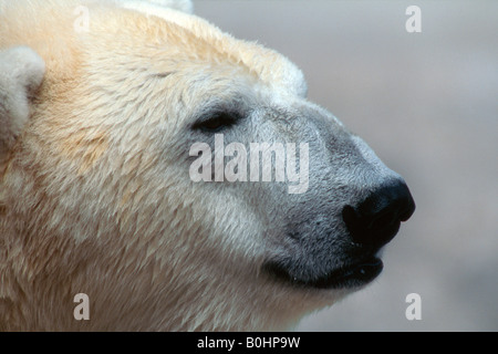 Orso polare (Ursus maritimus) Foto Stock