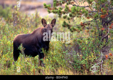 Elk o Alce (Alces alces), il Parco Nazionale del Grand Teton, Wyoming USA Foto Stock