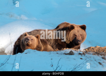 L'orso bruno (Ursus arctos), il Parco Nazionale della Foresta Bavarese, Baviera, Germania, Europa Foto Stock