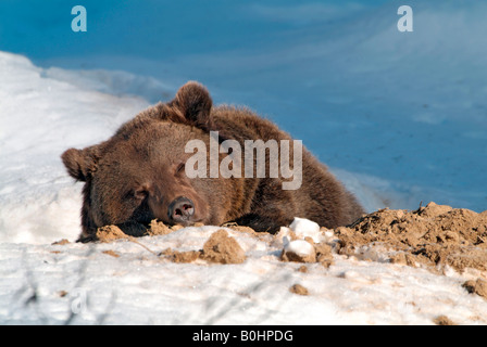 L'orso bruno (Ursus arctos), il Parco Nazionale della Foresta Bavarese, Baviera, Germania, Europa Foto Stock