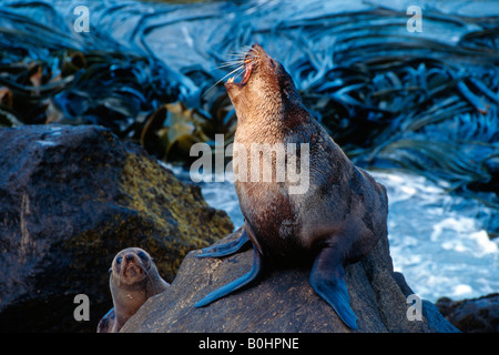 Southern - o Nuova Zelanda pelliccia sigillo (Arctocephalus forsteri), abbaiando, Isola del Sud, Nuova Zelanda Foto Stock