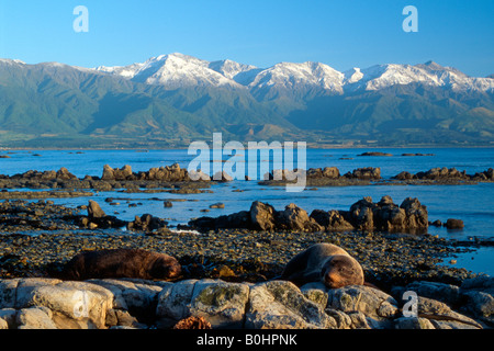 Southern - o Nuova Zelanda pelliccia sigillo (Arctocephalus forsteri), Isola del Sud, Nuova Zelanda Foto Stock