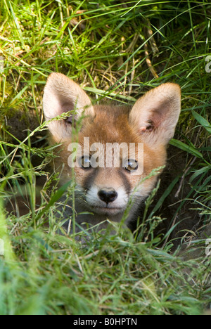 Rosso giovane volpe (Vulpes vulpes), Thaur, Tirolo, Austria, Europa Foto Stock