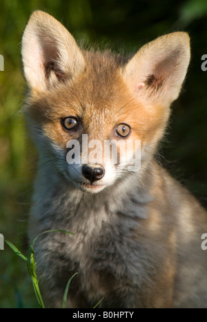 Rosso giovane volpe (Vulpes vulpes), Thaur, Tirolo, Austria, Europa Foto Stock