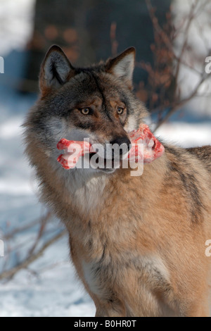 Lupo grigio o legname Lupo (Canis lupus) con un osso nella sua bocca, il Parco Nazionale della Foresta Bavarese, Baviera, Germania, Europa Foto Stock