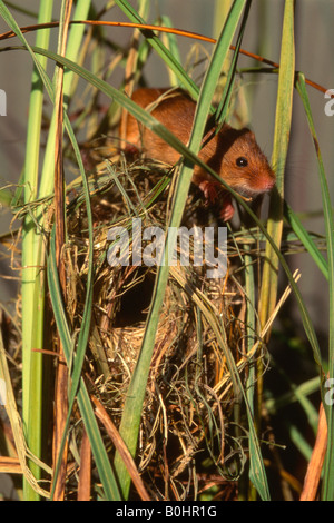 Harvest Mouse (Micromys minutus) salendo su un nido costruito tra i fili di erba, Schwaz, in Tirolo, Austria, Europa Foto Stock