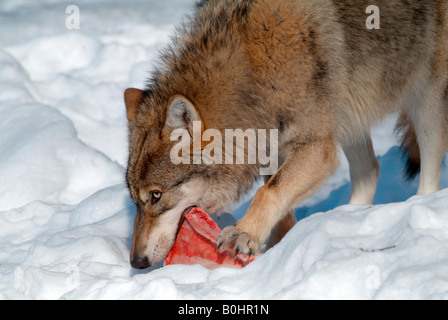 Lupo grigio o legname Lupo (Canis lupus) alimentazione, Parco Nazionale della Foresta Bavarese, Baviera, Germania, Europa Foto Stock