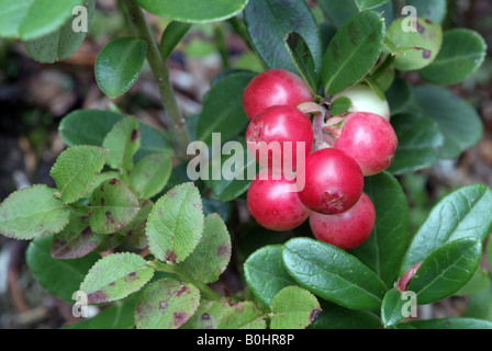 Mirtillo Rosso (Vaccinium vitis-idaea), Grafenast, Pillberg, Tirolo, Austria Foto Stock