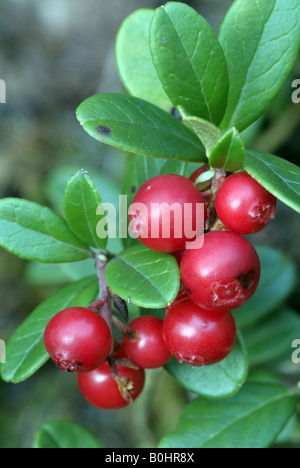 Mirtillo Rosso (Vaccinium vitis-idaea), Grafenast, Pillberg, Tirolo, Austria Foto Stock