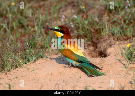 Unione Gruccione (Merops apiaster), Sardegna, Italia, Europa Foto Stock