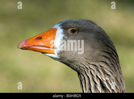 Maggiore bianco-fronteggiata Goose (Anser albifrons), Ambras, Tirolo, Austria, Europa Foto Stock