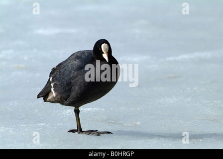 Eurasian Coot o nero la folaga (fulica atra), Reintaler-See, Tirolo, Austria, Europa Foto Stock