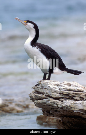 Pied cormorano (Phalacrocorax varius), Isola del Sud, Nuova Zelanda Foto Stock
