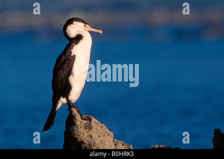 Pied cormorano (Phalacrocorax varius), Isola del Sud, Nuova Zelanda Foto Stock