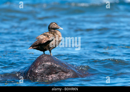 Eider comune (Somateria mollissima), femmina, Scotland, Regno Unito, Europa Foto Stock