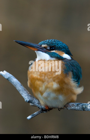 Kingfisher (Alcedo atthis) appollaiato su un ramo, Tratzberg, Tirolo del nord, Austria, Europa Foto Stock