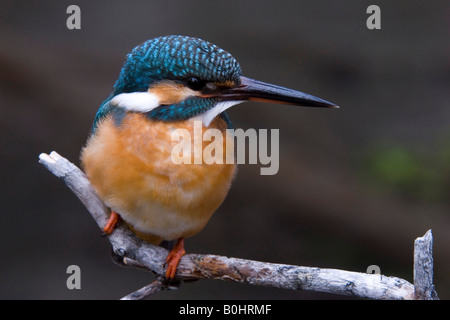 Kingfisher (Alcedo atthis) appollaiato su un ramo, Tratzberg, Tirolo del nord, Austria, Europa Foto Stock