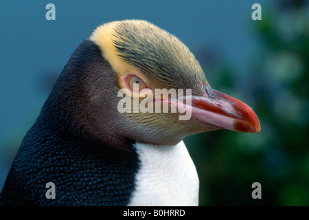 Giallo-eyed Penguin o Hoiho (Megadyptes antipodes), Isola del Sud, Nuova Zelanda Foto Stock