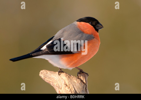 Ciuffolotto (Pyrrhula pyrrhula), Schwaz, in Tirolo, Austria, Europa Foto Stock