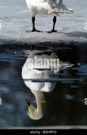 Cigno (Cygnus olor) riflesso in acqua, Lago Reintaler-See, Kramsach, Tirolo, Austria, Europa Foto Stock