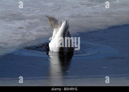 Cigno (Cygnus olor) immersioni sotto l'acqua, il lago Reintaler-See, Kramsach, Tirolo, Austria, Europa Foto Stock