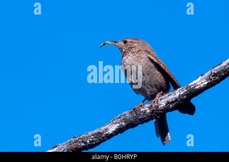 Casa Wren (Troglodytes aedon), il Parco Nazionale di Yellowstone, USA, America del Nord Foto Stock