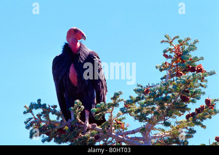 California Condor (Gymnogyps californianus) Zion National Park, Utah, Stati Uniti d'America, America del Nord Foto Stock