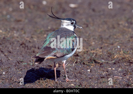 Pavoncella (Vanellus vanellus), Achenkirch, Tirolo del nord, Austria, Europa Foto Stock