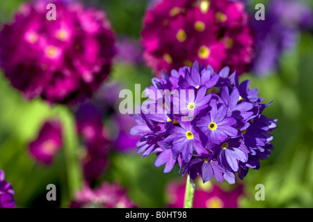 Fioritura coscia o Himalayan Primula (Primula denticulata) Foto Stock