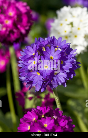 Coscia - o Himalayan Primrose blossoms (Primula denticulata) Foto Stock