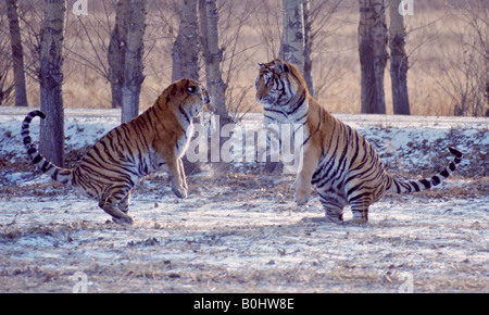 Di Amur le tigri siberiane Panthera tigris altaica sparrring Foto Stock