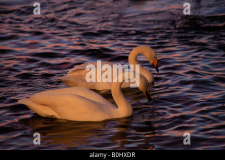 Adulto Whooper cigni Cygnus cygnus bird WWT Welney lavaggi riserva Cambridgeshire England Regno Unito Regno Unito Foto Stock