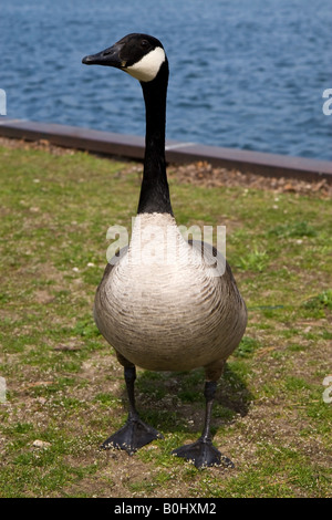 Un oca Canadese. Foto Stock