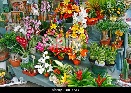 La Rambla de las Flores Barcellona Catalonia Spagna Foto Stock