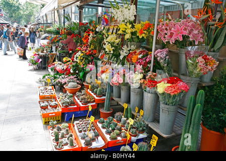 La Rambla de las Flores Barcellona Catalonia Spagna Foto Stock