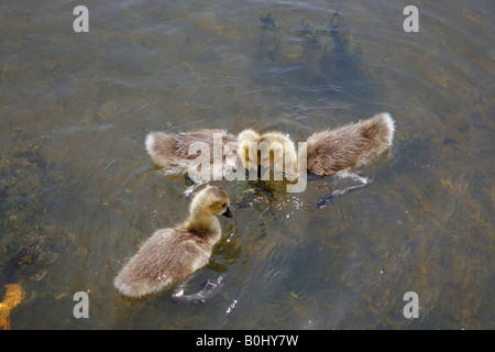 Canada Goose neonati, Washington DC, Stati Uniti d'America Foto Stock