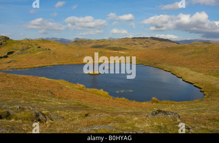 Lily Tarn su Loughrigg Fell, vicino a Ambleside, Parco Nazionale del Distretto dei Laghi, Cumbria, England Regno Unito Foto Stock