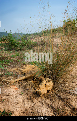 Un cane morto è passato da una mancanza di cibo e di acqua nella stagione secca Foto Stock